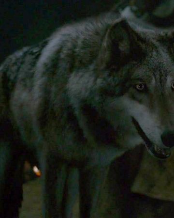 Loup Géant Wiki Game Of Thrones Fandom