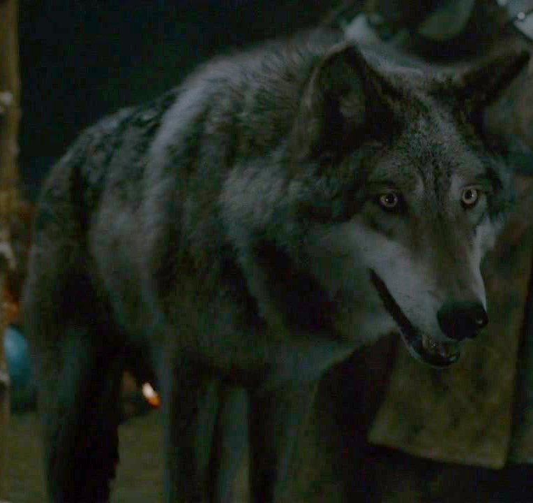Loup Géant Wiki Game Of Thrones Fandom