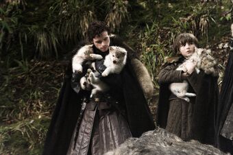 Les Loups De Game Of Thrones Ce Quil Faut Savoir