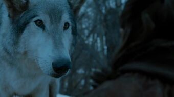 Nymeria Loup Géant Wiki Game Of Thrones Fandom