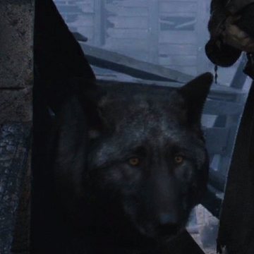 Shaggydog Game Of Thrones Wiki Fandom