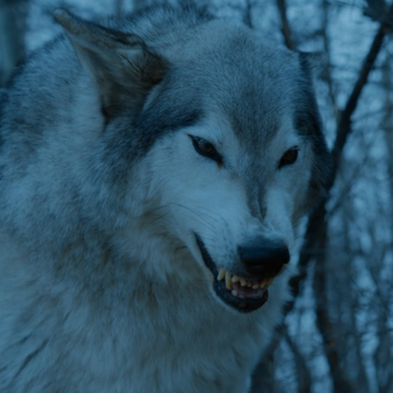 Nymeria Direwolf Game Of Thrones Wiki Fandom,Gambar Panda Kartun Pink