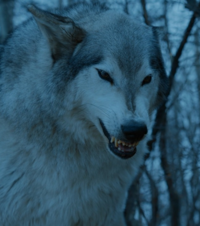 Nymeria Direwolf Game Of Thrones Wiki Fandom