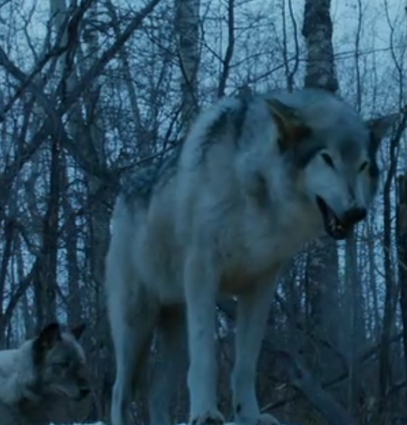 Nymeria (Schattenwolf) | Game of Thrones Wiki | Fandom