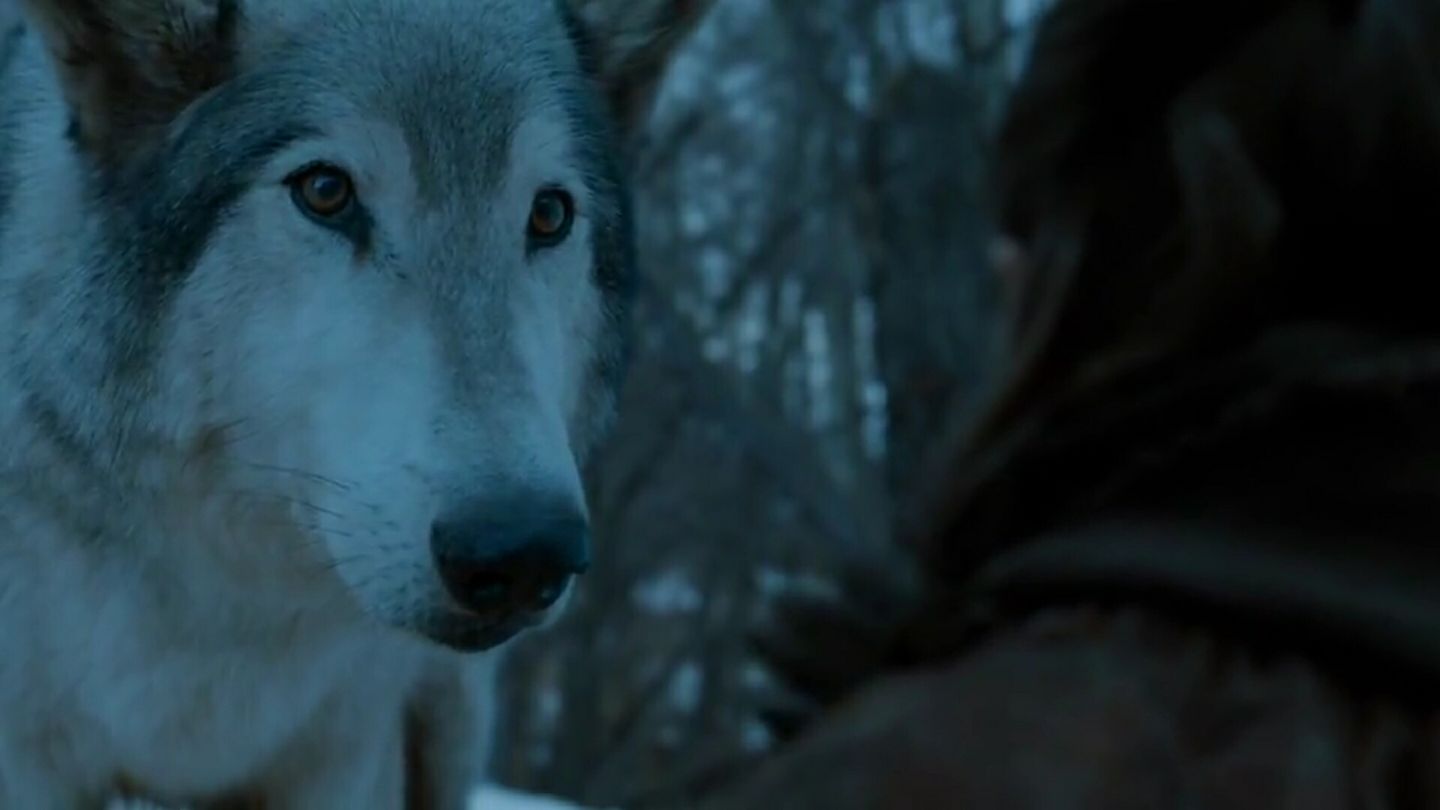 Nymeria Direwolf Game Of Thrones Wiki Fandom