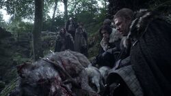 101ProfilSchattenwolf3