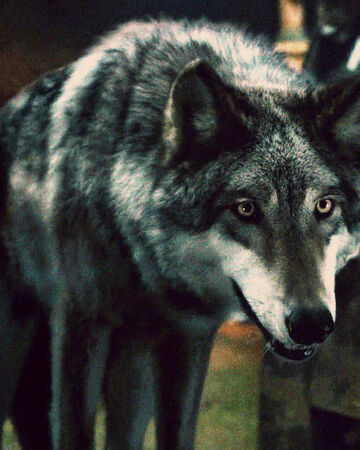 Direwolves Game Of Thrones Wiki Fandom