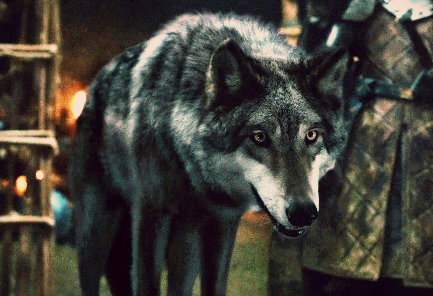 Direwolves Game Of Thrones Wiki Fandom Powered By Wikia