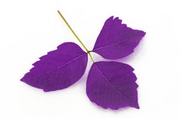 Pinkfall