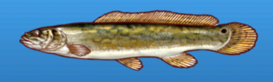 bowfin sprite