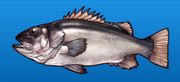Fat bass