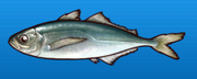 Horse mackerel