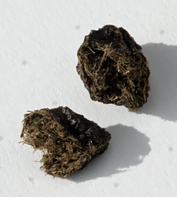 Rabbit Manure | WikiGardener | Fandom