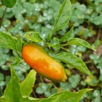Capsicum Baccatum Aji Amarillo Wikigardener Fandom