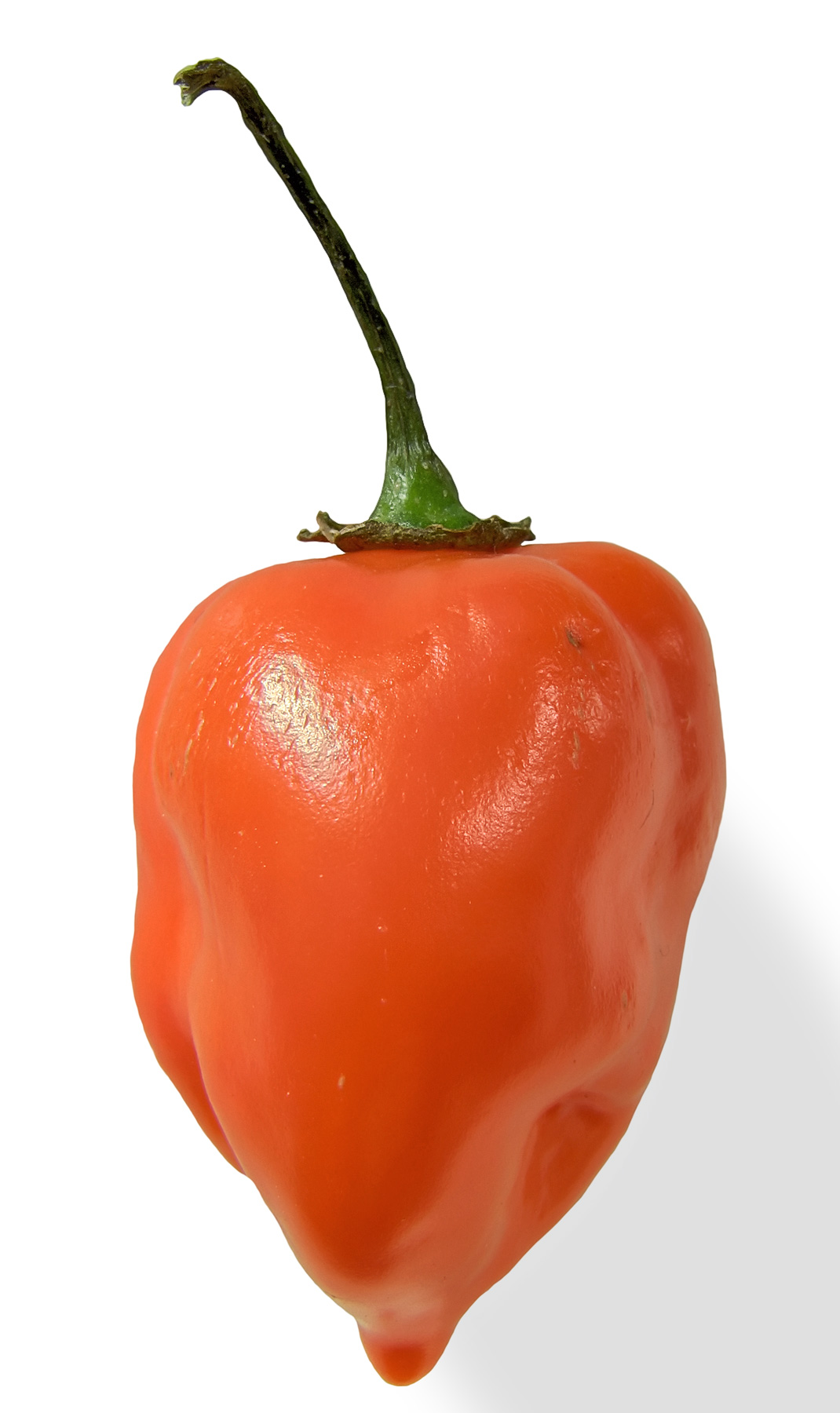 Capsicum chinense 'Habanero' | WikiGardener | FANDOM powered by Wikia