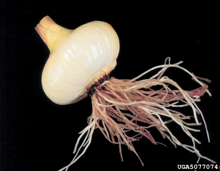 Pink root of onion WikiGardener FANDOM powered by Wikia