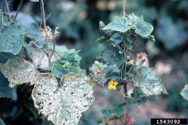 Tomato ringspot virus WikiGardener FANDOM powered by Wikia