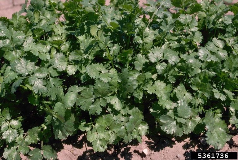 Coriander WikiGardener FANDOM powered by Wikia