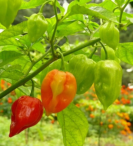 Capsicum chinense 'Antillais caribbean' | WikiGardener | FANDOM powered ...