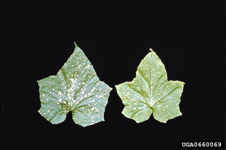 western flower thrips