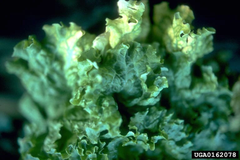 Lettuce infectious yellows virus WikiGardener FANDOM powered by Wikia