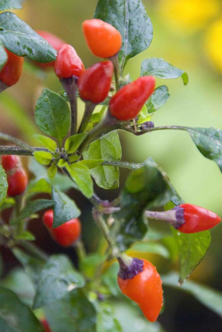 Download Bolivian Rainbow Pepper Edible Gif