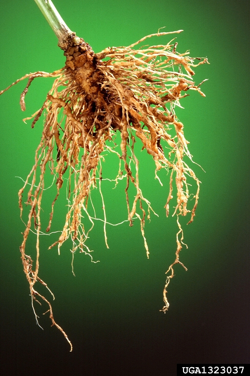 root knot nematode