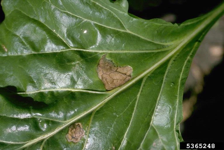 Beet troubles WikiGardener FANDOM powered by Wikia