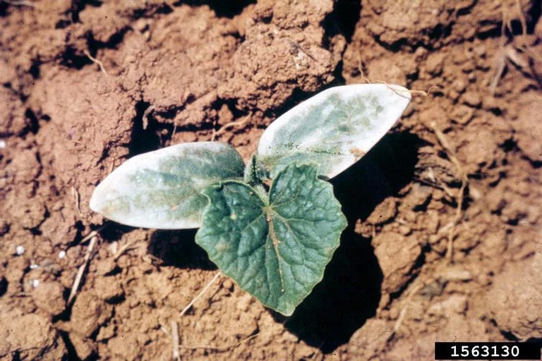 Image Cucumber Frost Damage.jpg WikiGardener FANDOM powered by Wikia