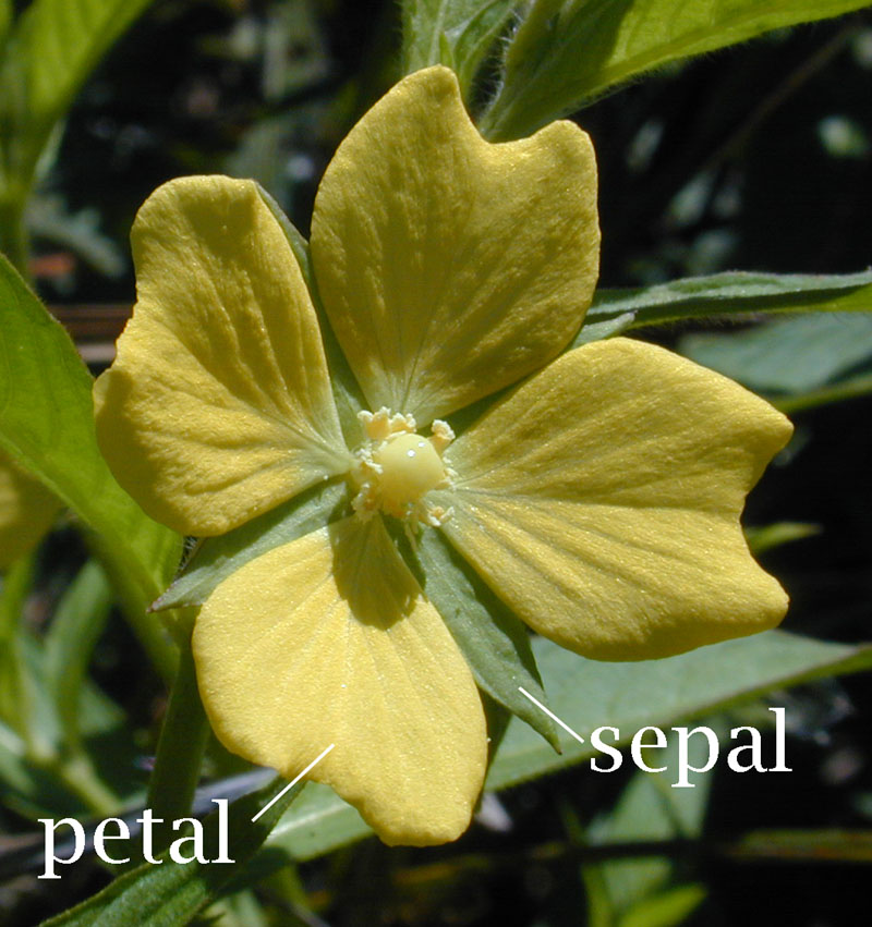 sepal-wikigardener-fandom-powered-by-wikia