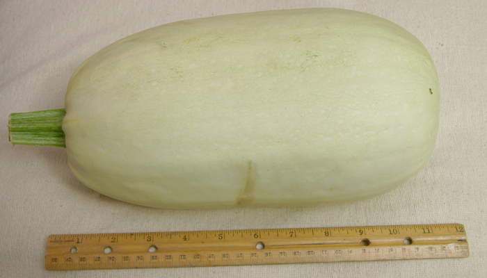 image spaghetti squash 2 jpg wikigardener fandom powered by wikia spaghetti squash size