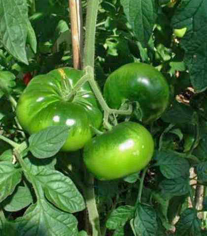 root primordia tomato plant