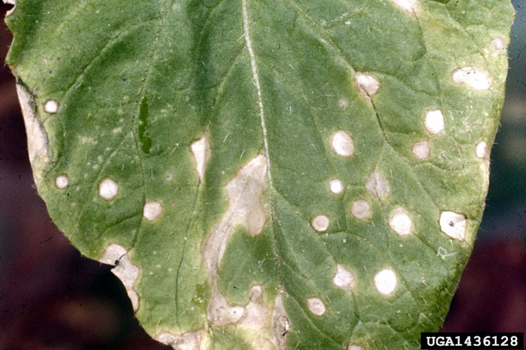 White leaf spot (Brassica) WikiGardener Fandom