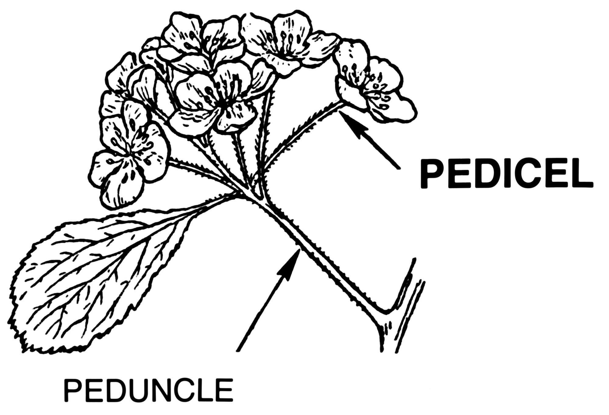 Peduncle WikiGardener FANDOM Powered By Wikia   2000