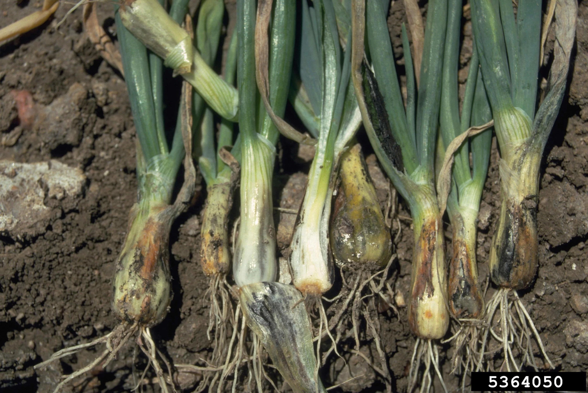 Onion smut WikiGardener FANDOM powered by Wikia