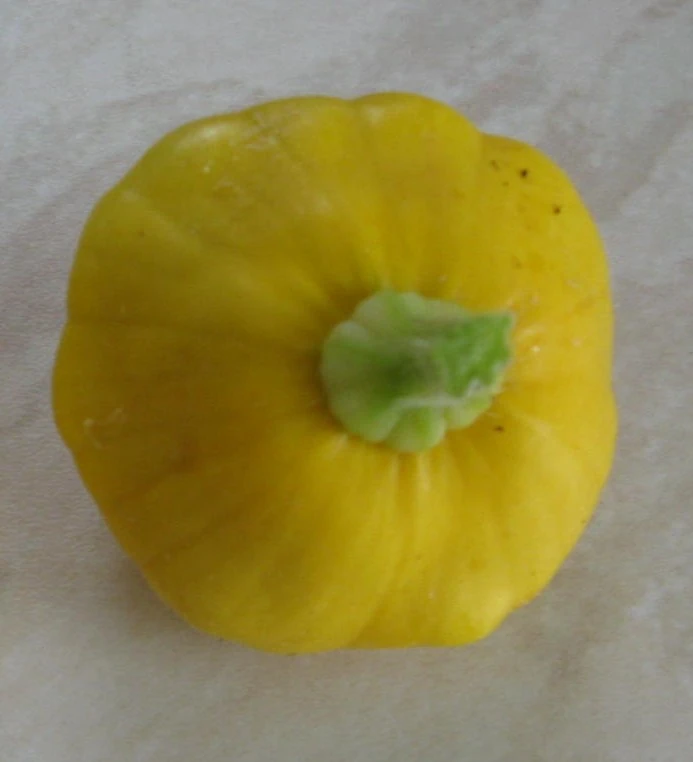 Cucurbita pepo 'Yellow scallop' WikiGardener FANDOM powered by Wikia