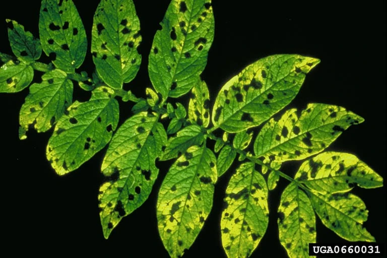 Image Potato Septoria Leaf Spot Septoria lycopersici var. malagutii