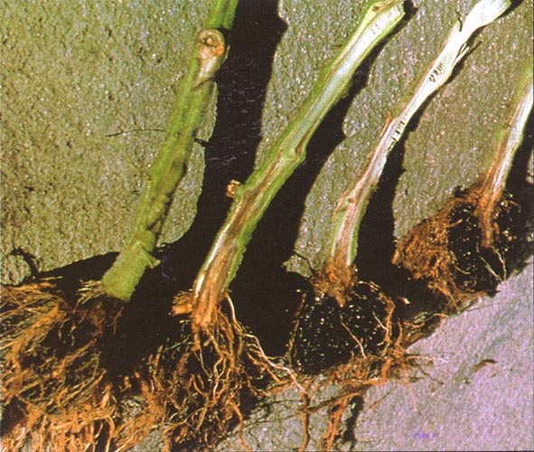 root primordia tomato plant root primordia tomato plant