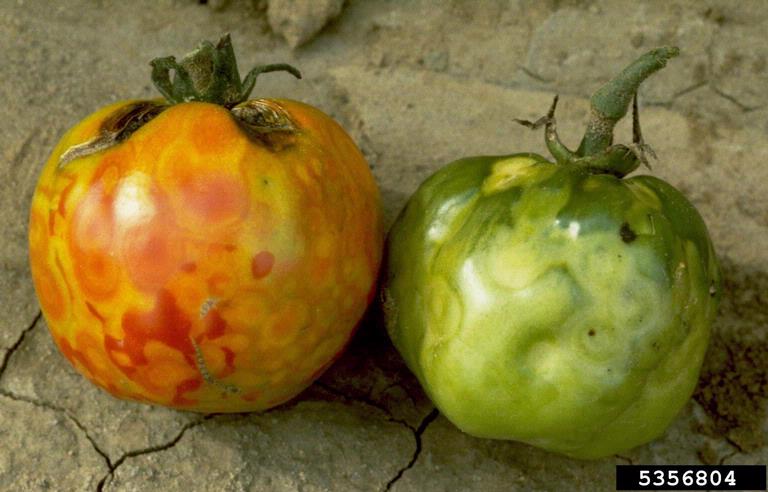 root primordia tomato plant root primordia tomato plant