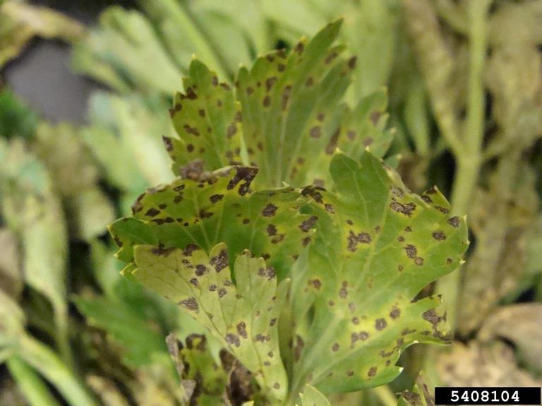 Septoria leaf spot of celery WikiGardener FANDOM powered by Wikia