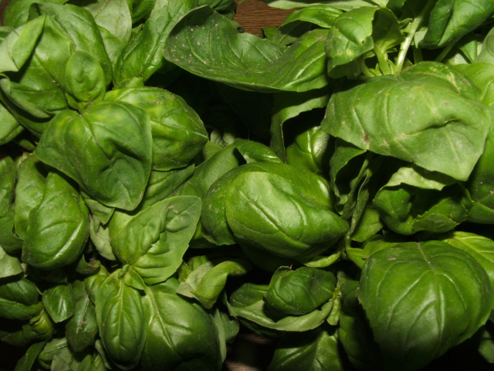 Genovese basil WikiGardener Fandom