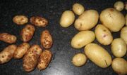 Potato Scab