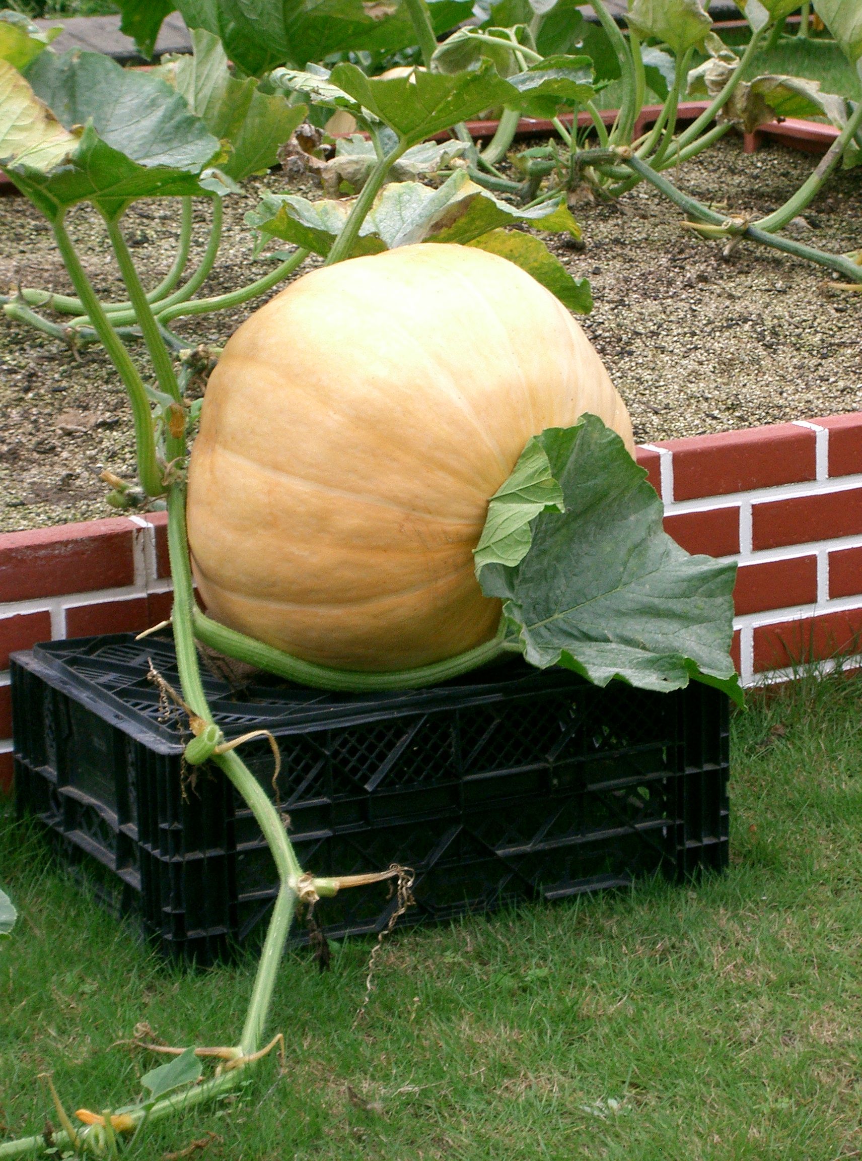 Atlantic Giant Kürbis Rezepte, Riesenkürbis Samen Atlantic Giant (824.86 Kg)