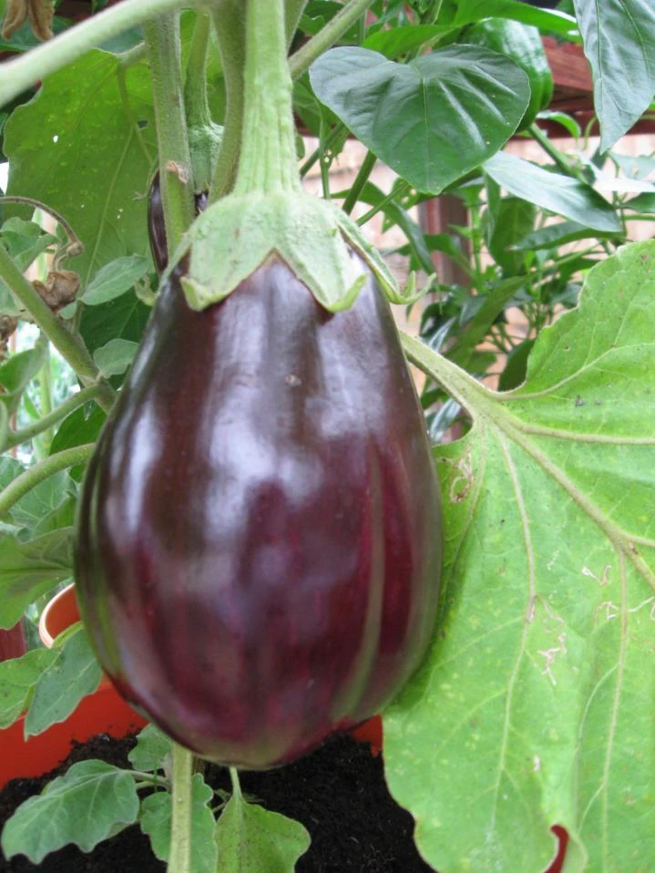 Eggplant 'Black beauty' WikiGardener FANDOM powered by Wikia