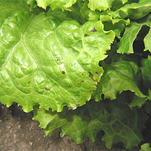 Bacterial Leaf Spot Of Lettuce Wikigardener Fandom