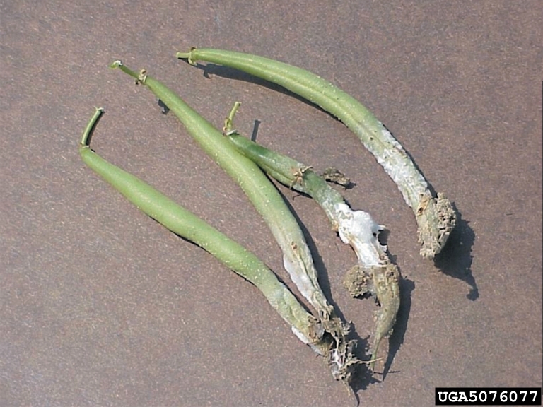 pythium wikigardener fandom powered by wikia pythium root rot