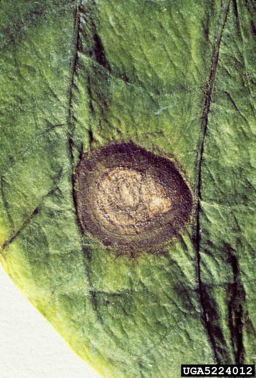 frogeye leaf spot