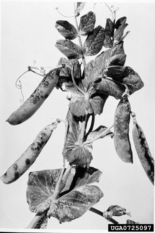 Pseudomonas syringae | WikiGardener | Fandom