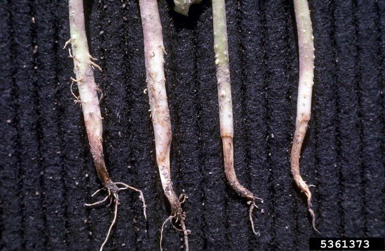 image french bean pythium root rot jpg wikigardener fandom pythium root rot