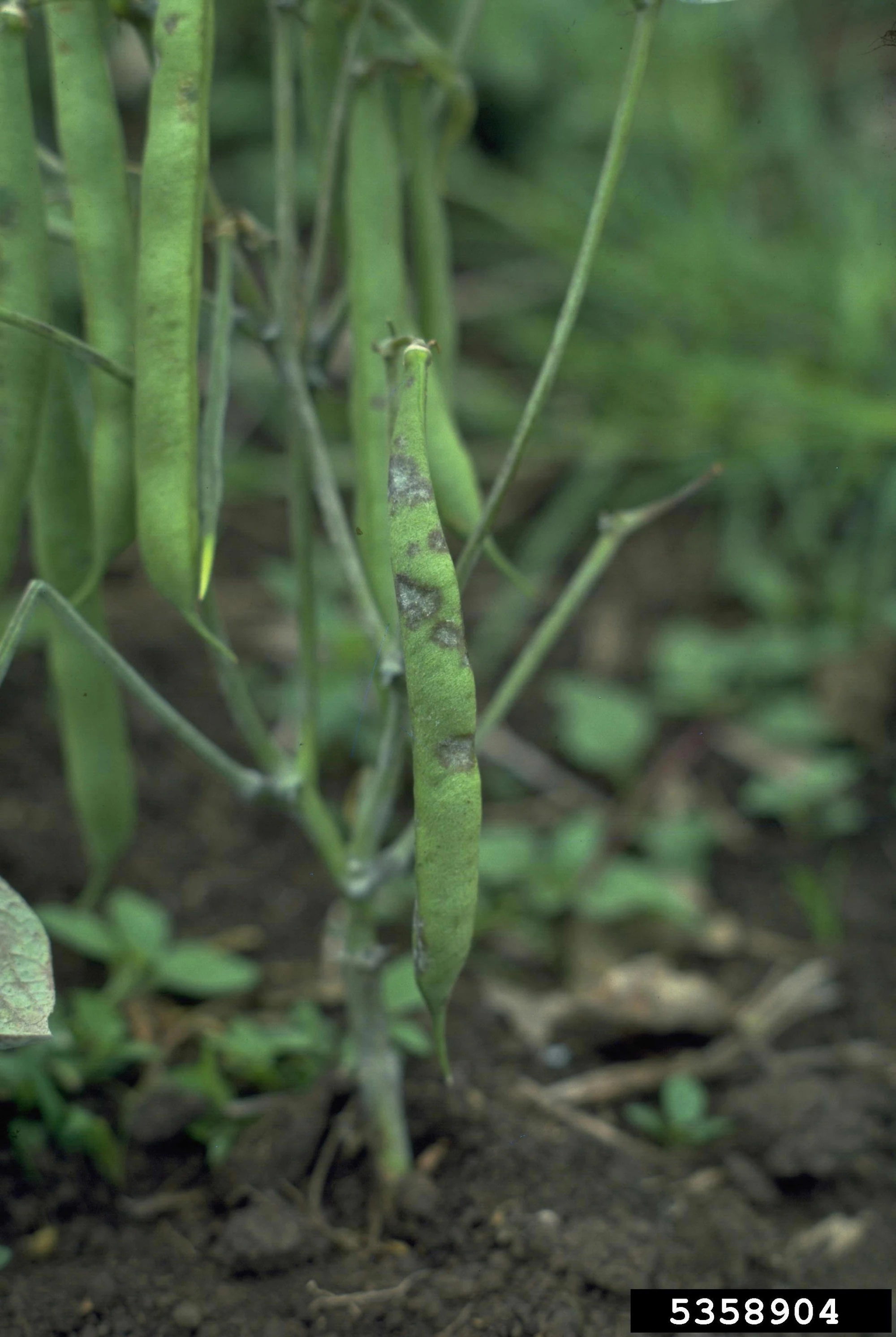 Image French Bean Pod Powdery Mildew.jpg WikiGardener FANDOM